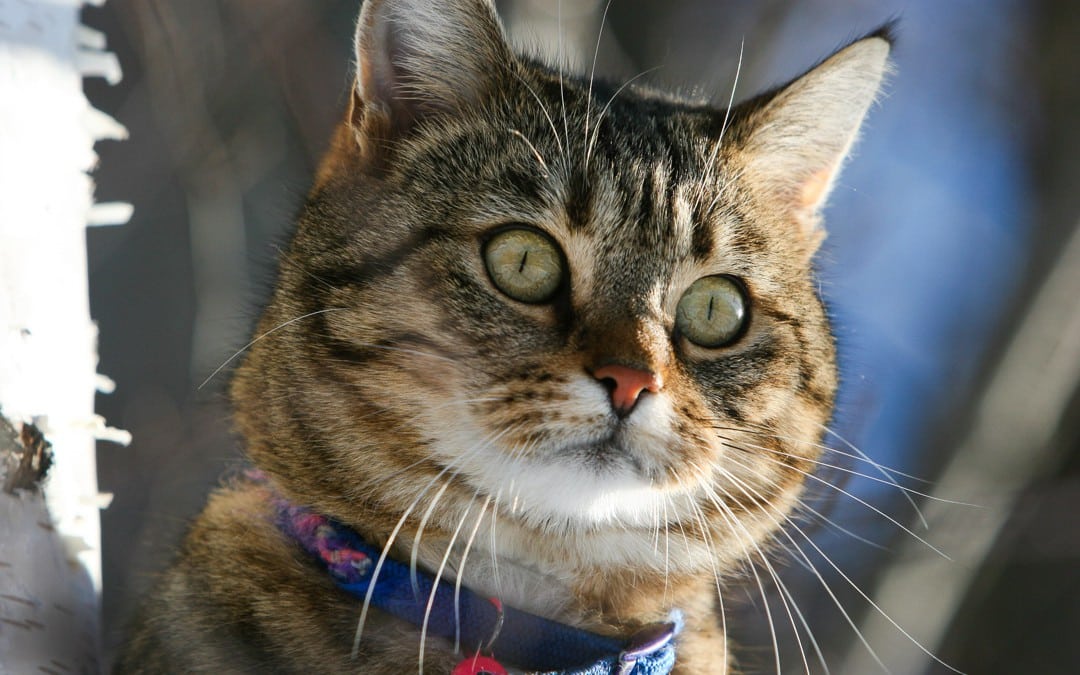 minette